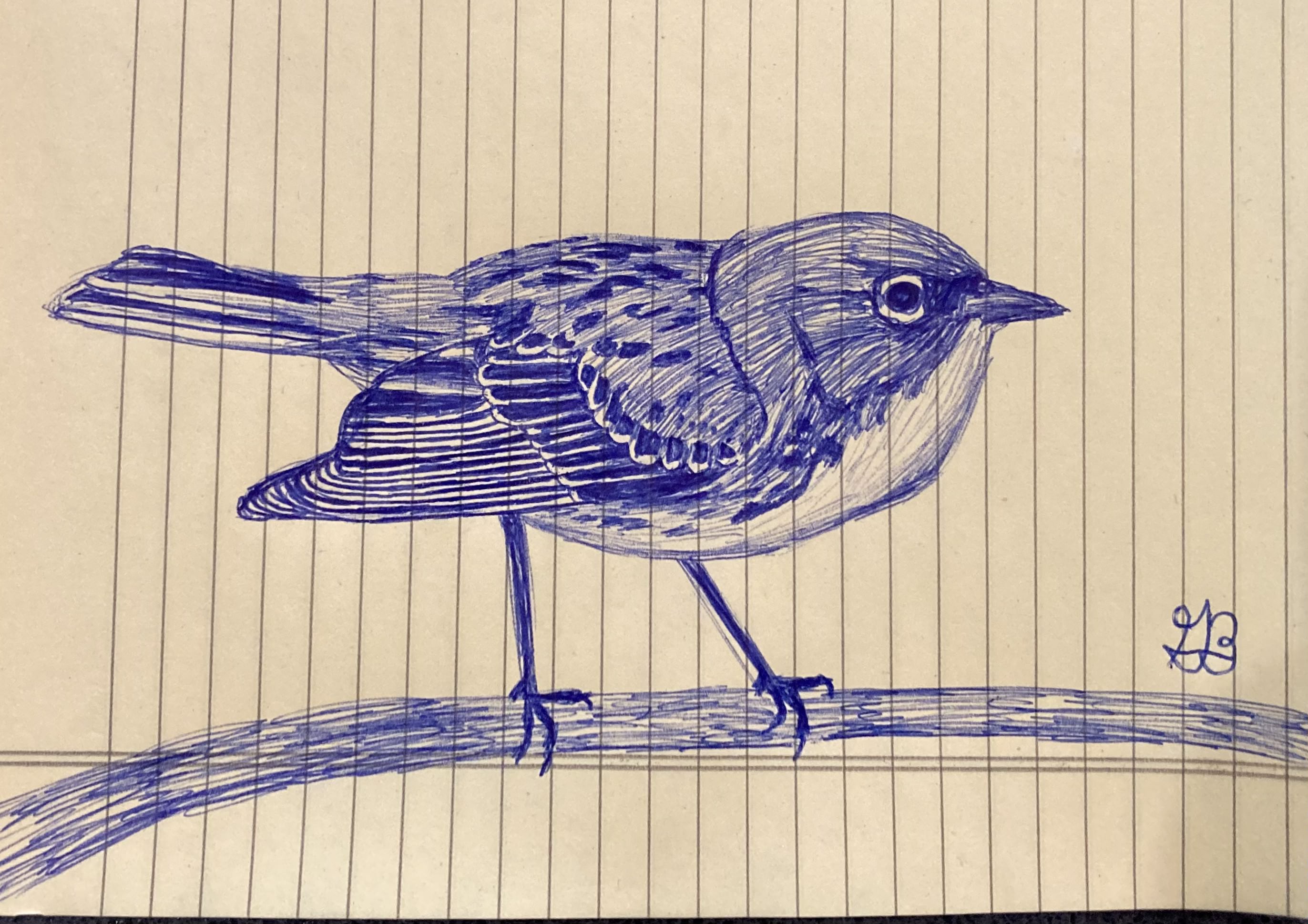 bird drawing