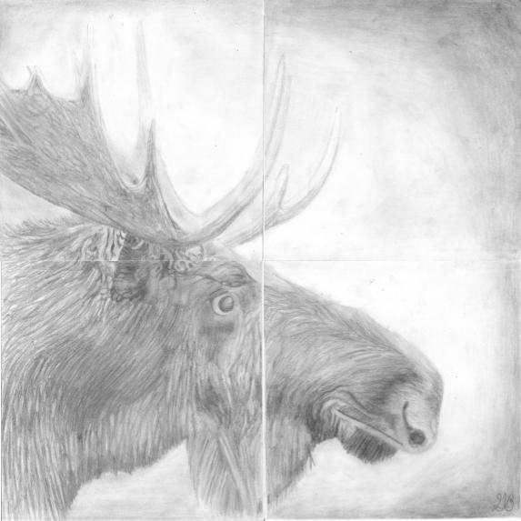 moose drawing