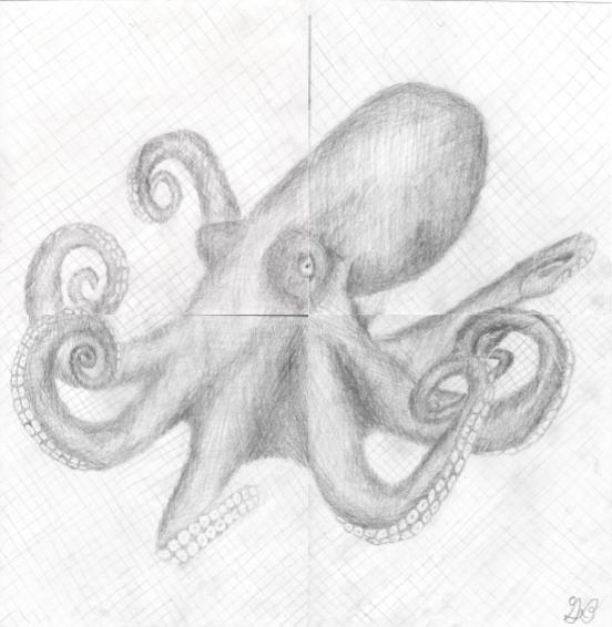 octopus drawing