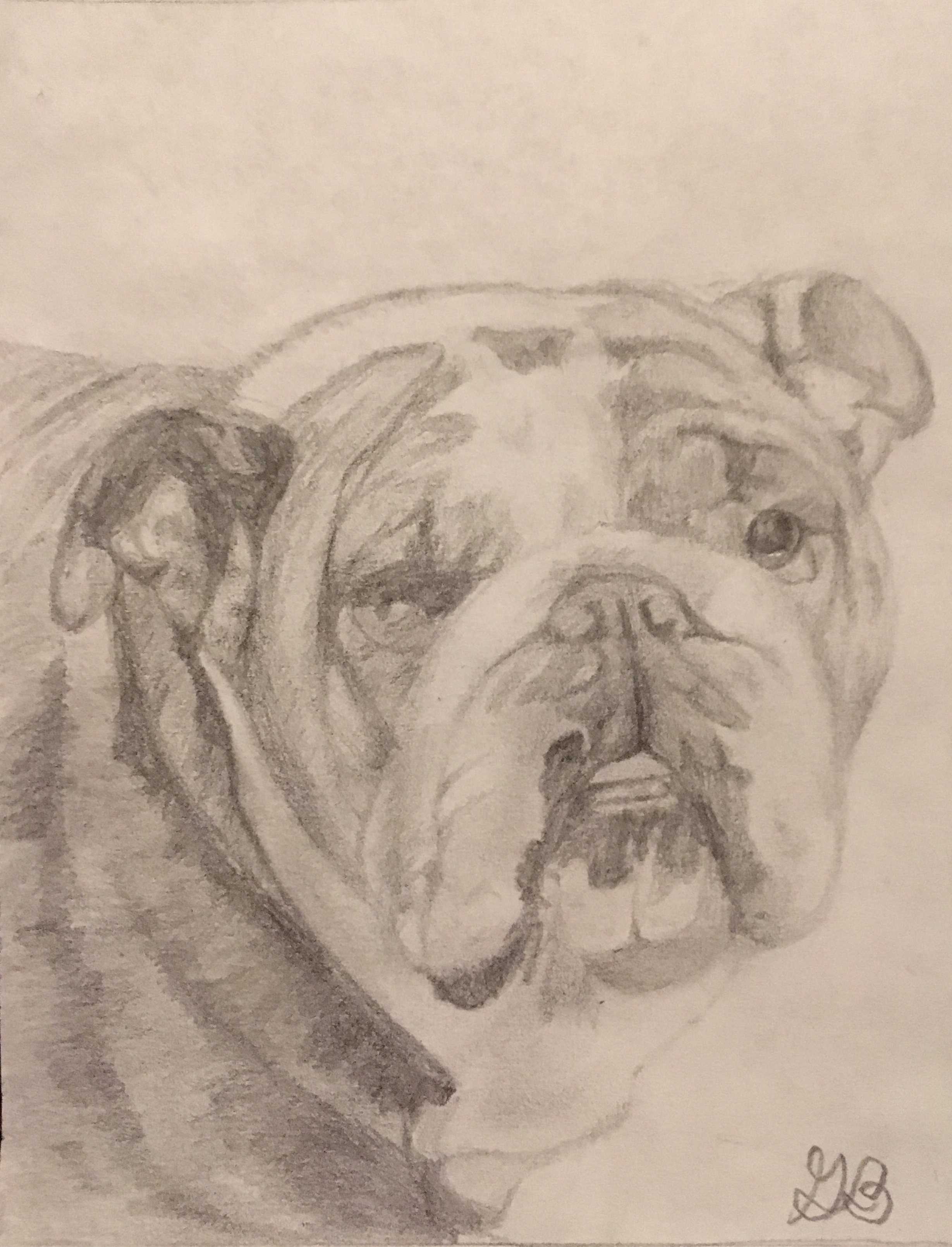 pug drawing