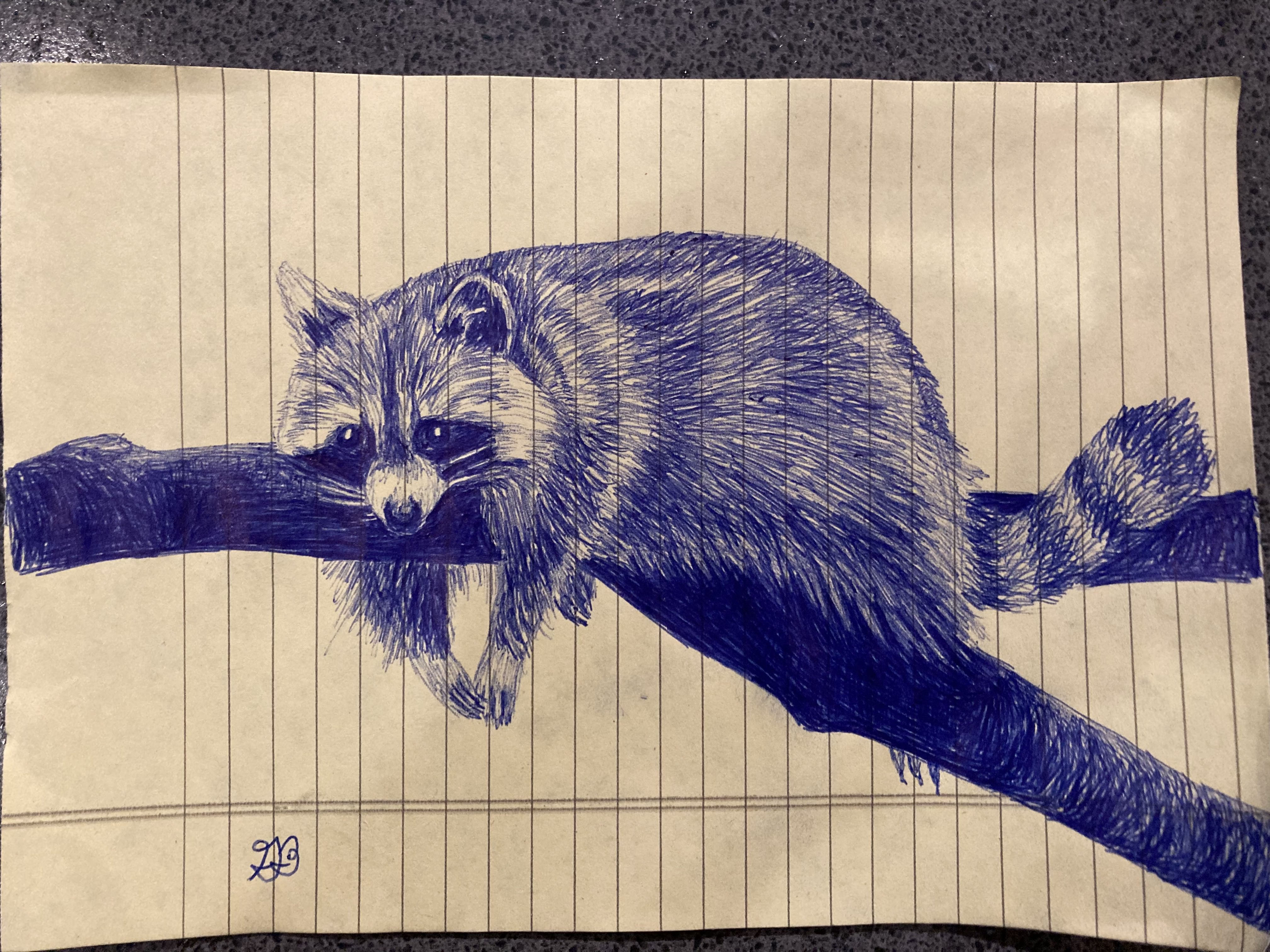 racoon drawing