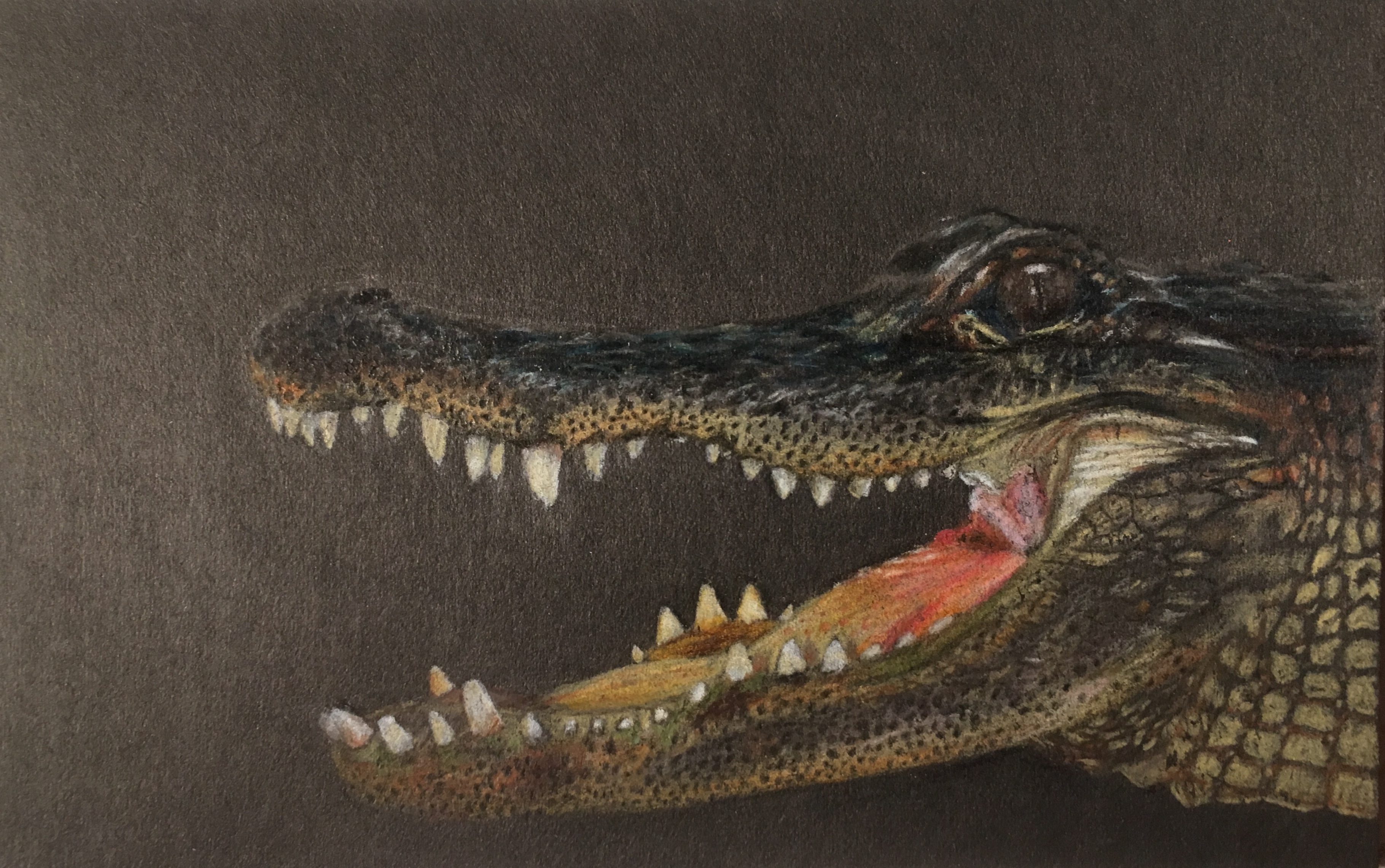 An alligator drawing