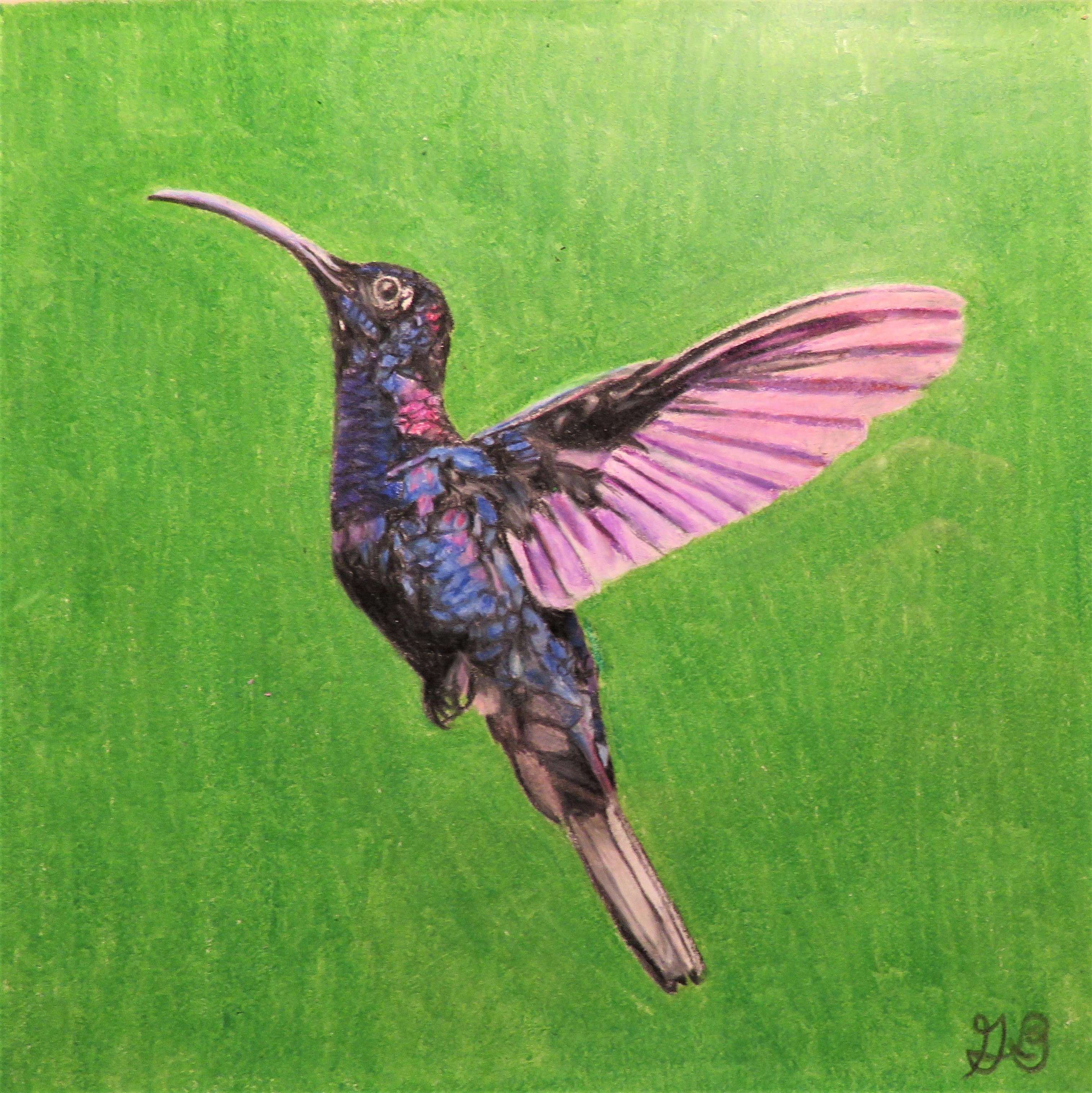 hummingbird in colored pencil