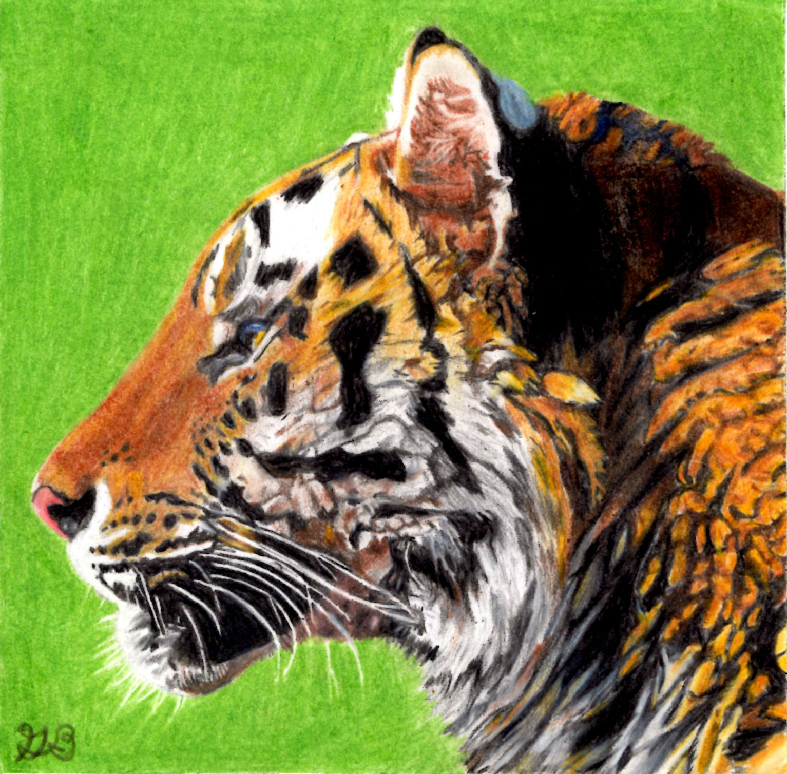 tiger in colored pencil